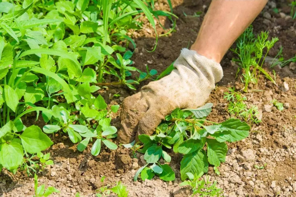 Plantation jardins